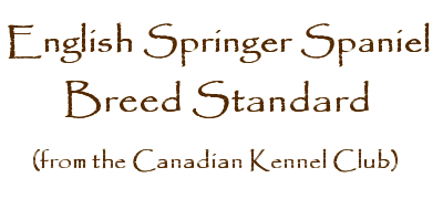 English Springer Spaniel Breed Standard
