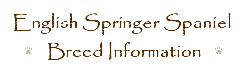 English Springer Spaniel Breed Information