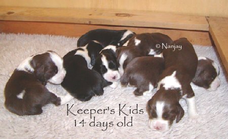 Keeper's Kids at 14 days old