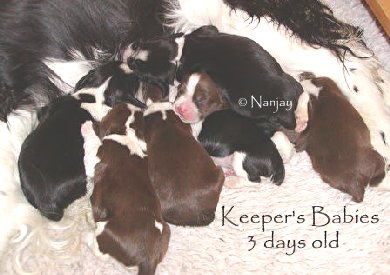 Keeper's pups at 3 days