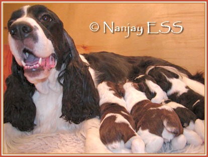 Nanjay puppies